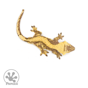 Male Red Harlequin Crested Gecko Cr-1220 from above