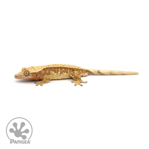 Male Red Pinstripe Crested Gecko Cr-1228 looking left
