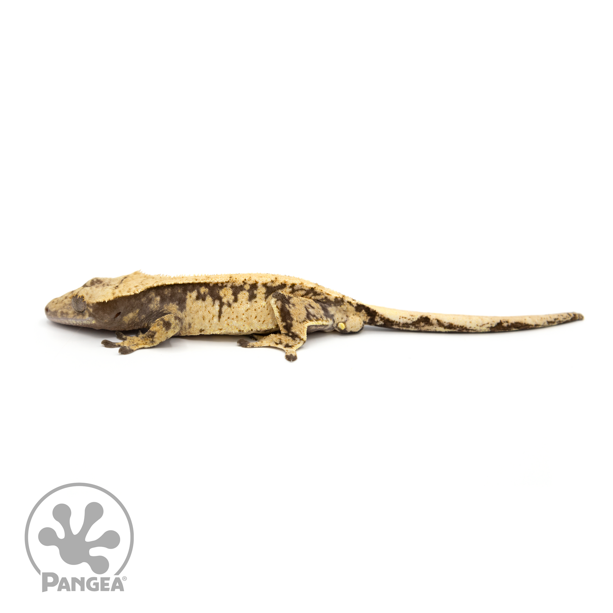 Male XXX Crested Gecko Cr-1250 looking left 