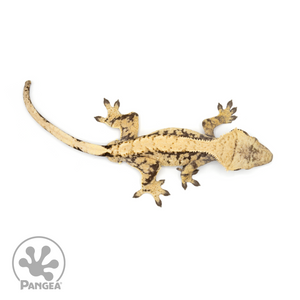 Male XXX Crested Gecko Cr-1250 from above