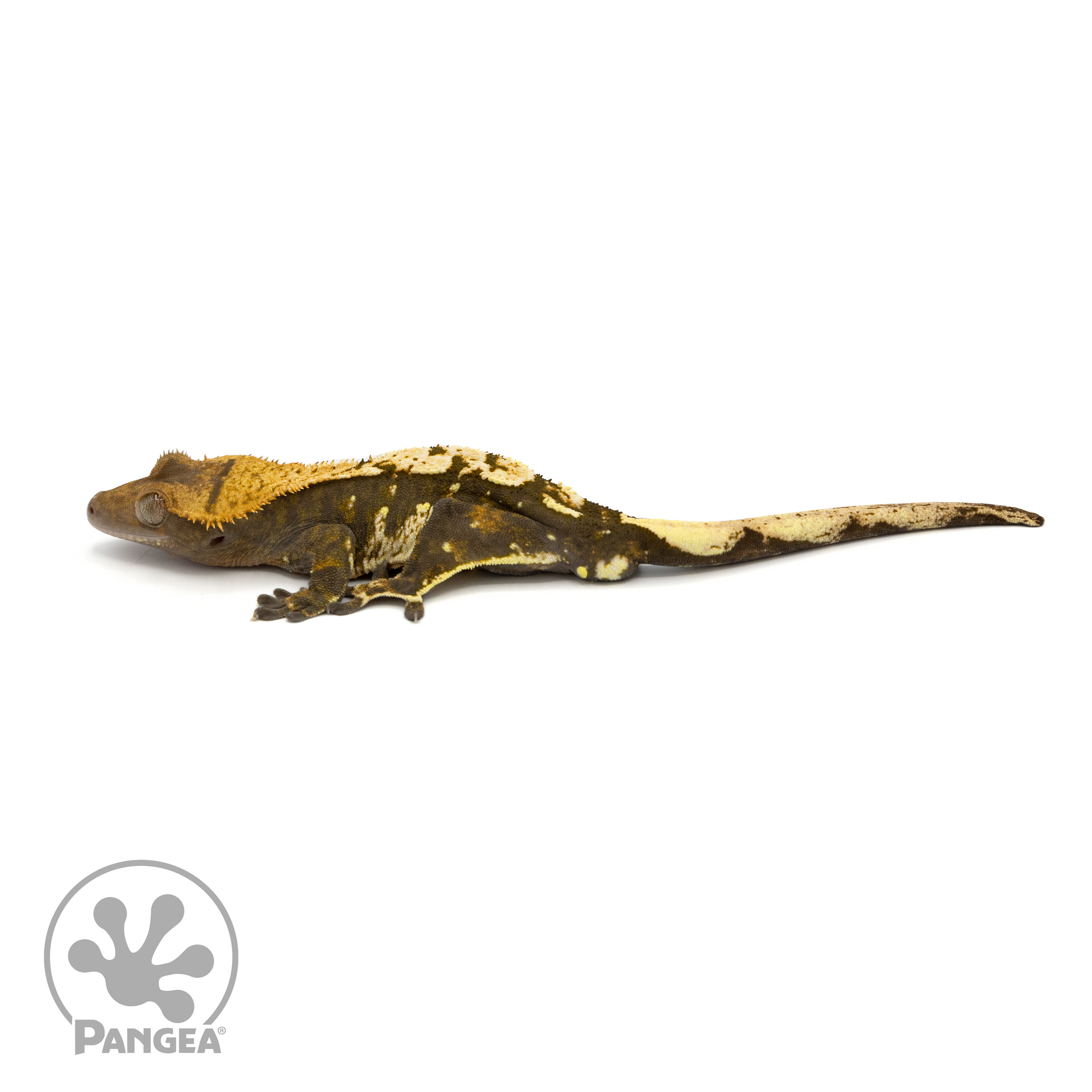 Male Extreme Harlequin Crested Gecko Cr-1278 looking left