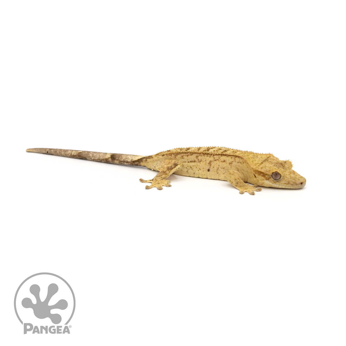 Juvenile Brindle Crested Gecko | Pangea Reptile | Cr-1292 - Pangea ...