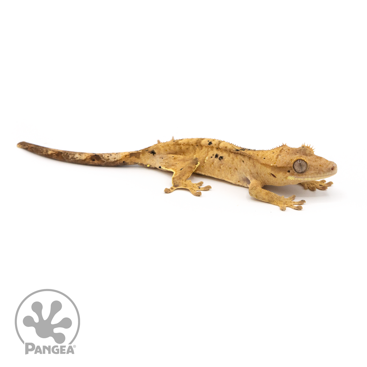 Juvenile Dalmatian Crested Gecko | Pangea Reptile | Cr-1317 - Pangea ...