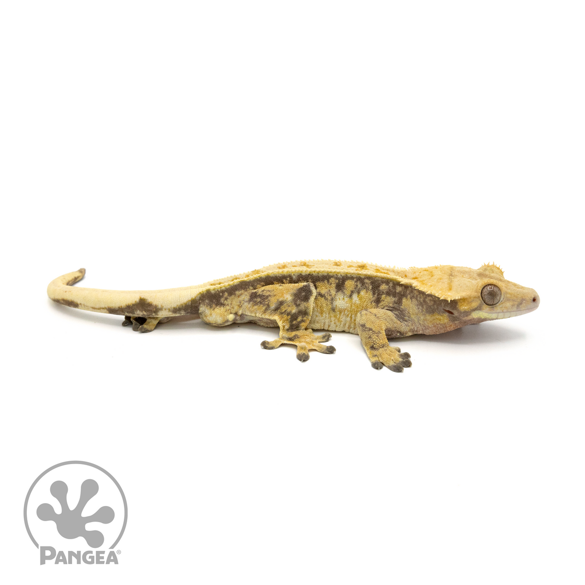 Male Extreme Harlequin Pinstripe Crested Gecko | Pangea Reptile | Cr ...