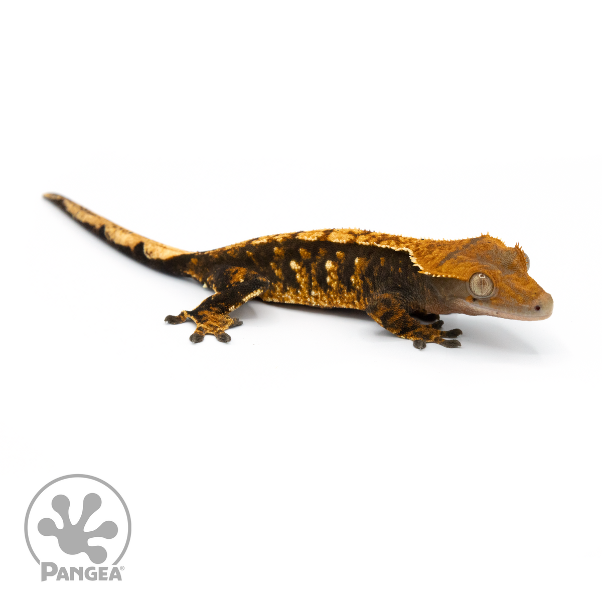 Female Tricolor Crested Gecko 