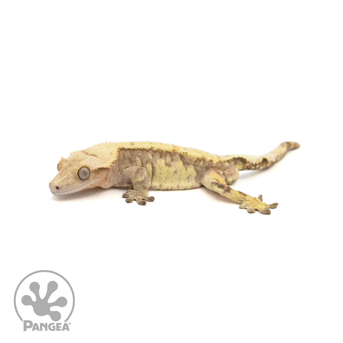 Male Extreme Harlequin Crested Gecko | Pangea Reptile | Cr-1378 ...