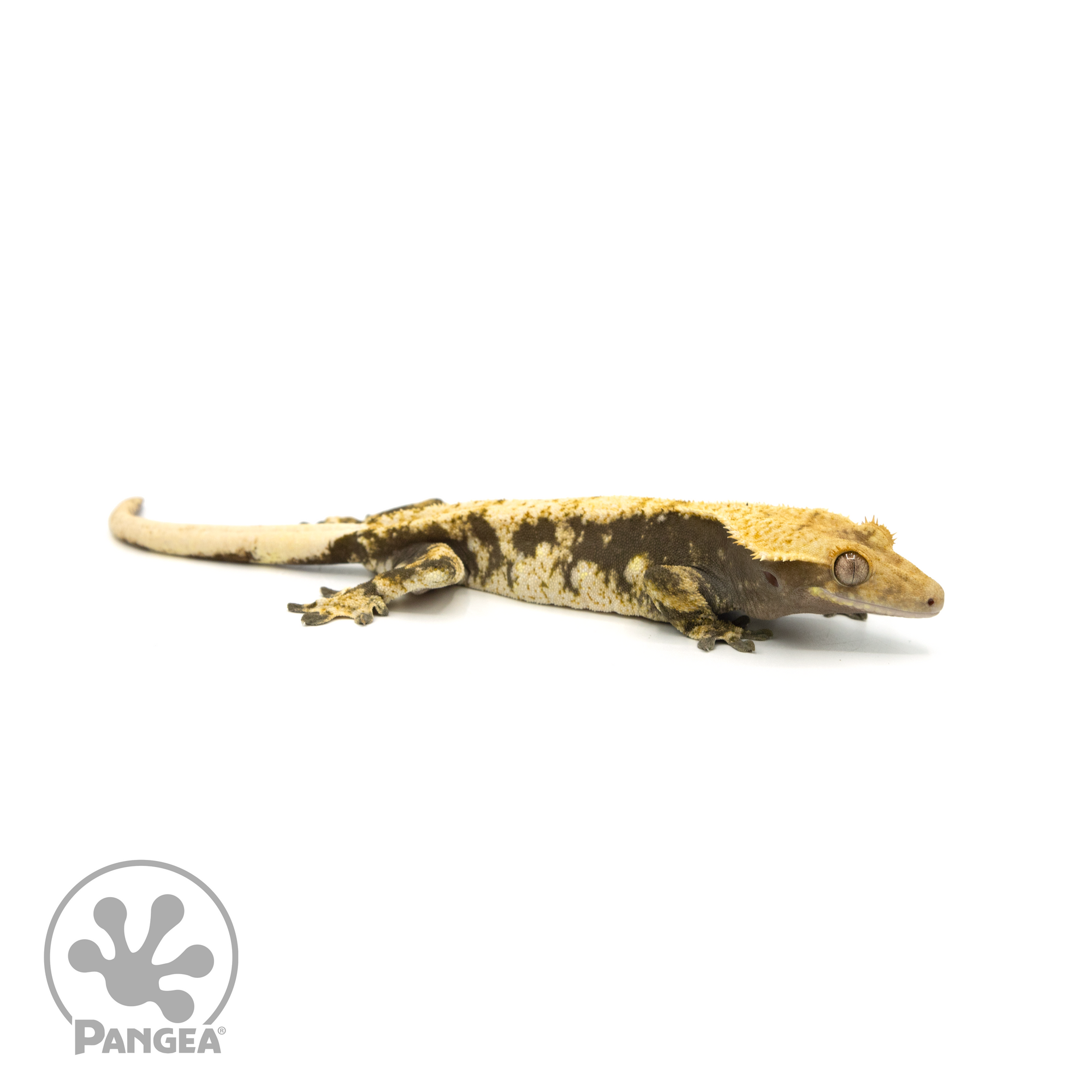 Female Extreme Harlequin Crested Gecko Cr-1379 looking right 