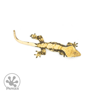 Female Extreme Harlequin Crested Gecko Cr-1379 from above