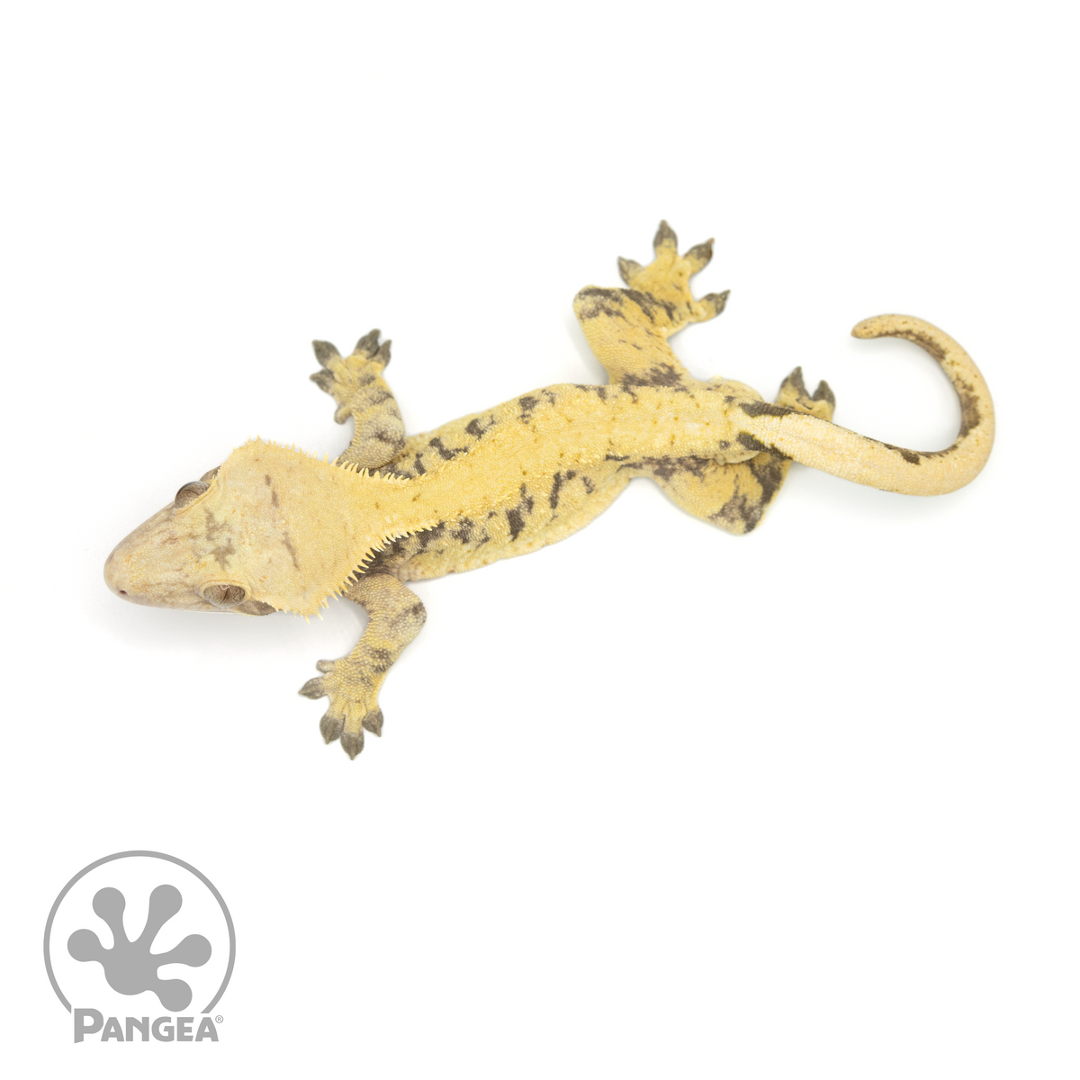 Male XXX Crested Gecko | Pangea Reptile | Cr-1384 - Pangea Reptile LLC