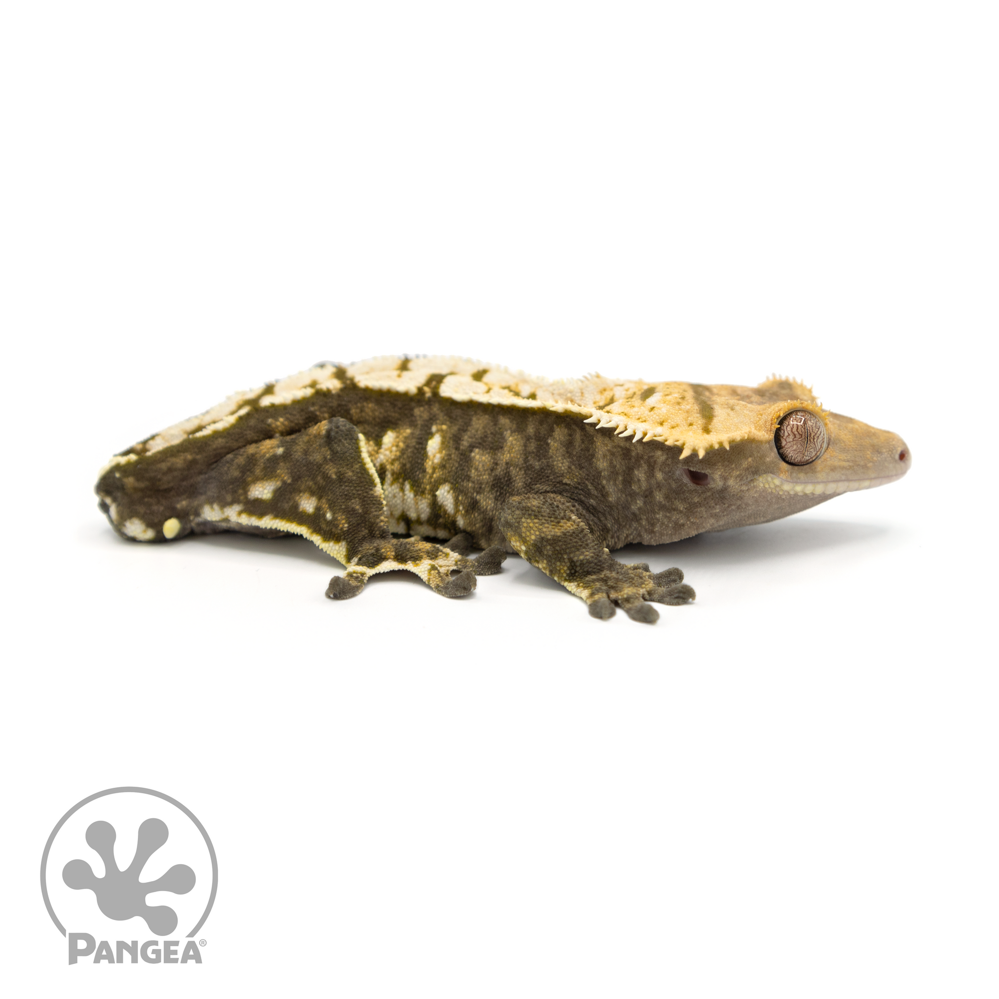 High-End Crested Gecko