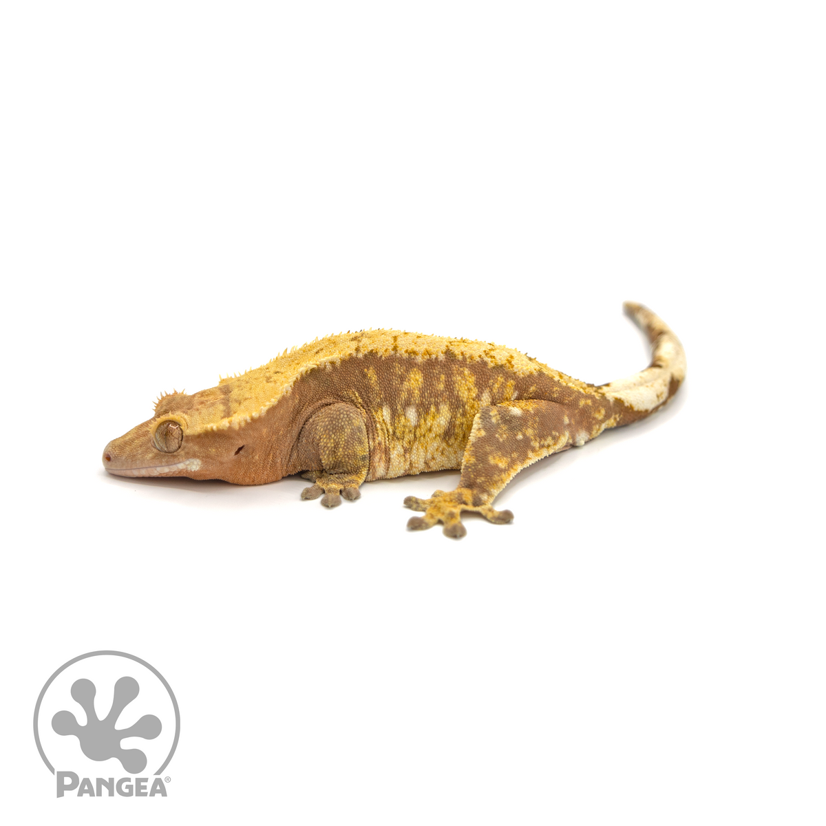 Female Red Extreme Harlequin Crested Gecko | Pangea Reptile | Cr-1394 ...