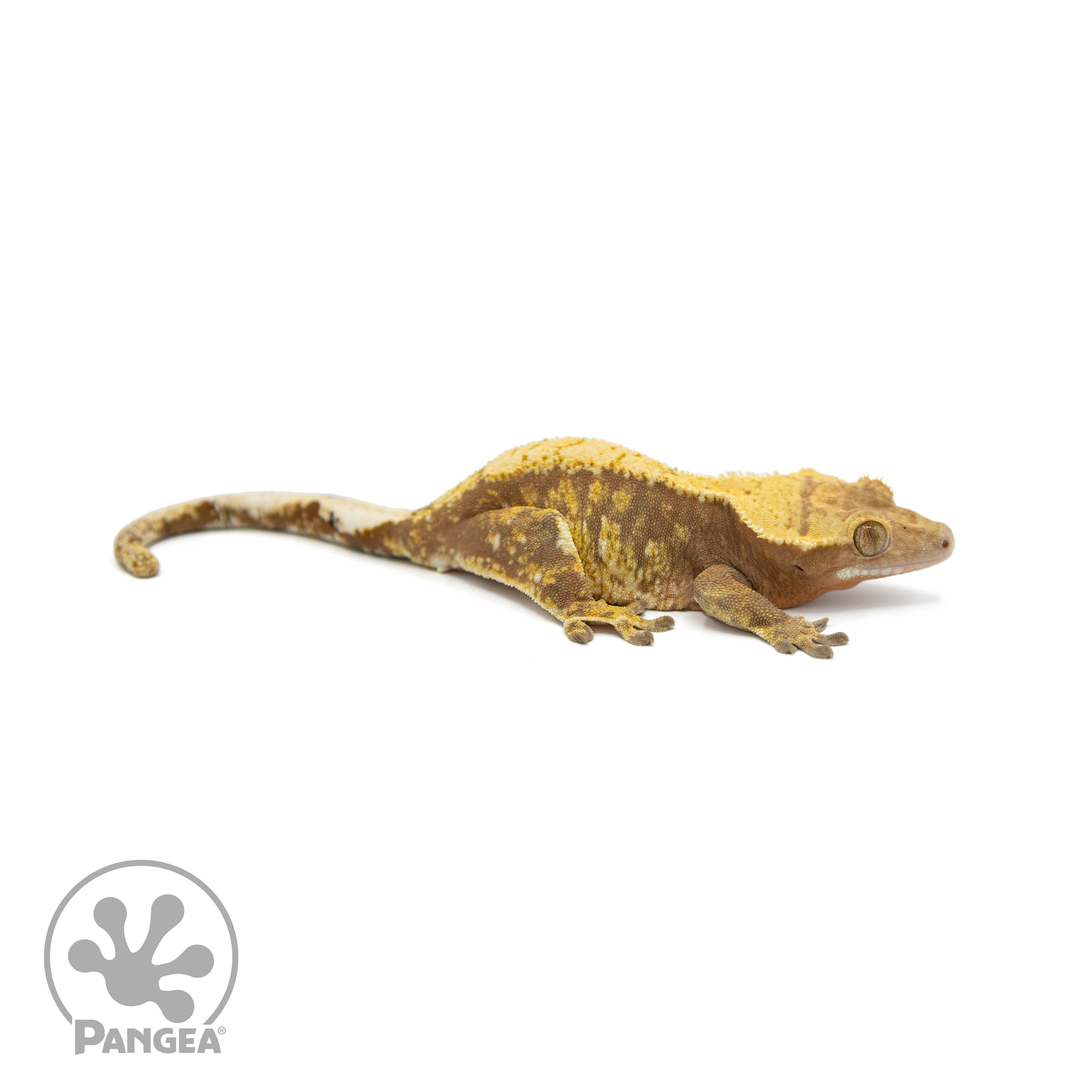 Female Red Extreme Harlequin Crested Gecko Cr-1394 looking right