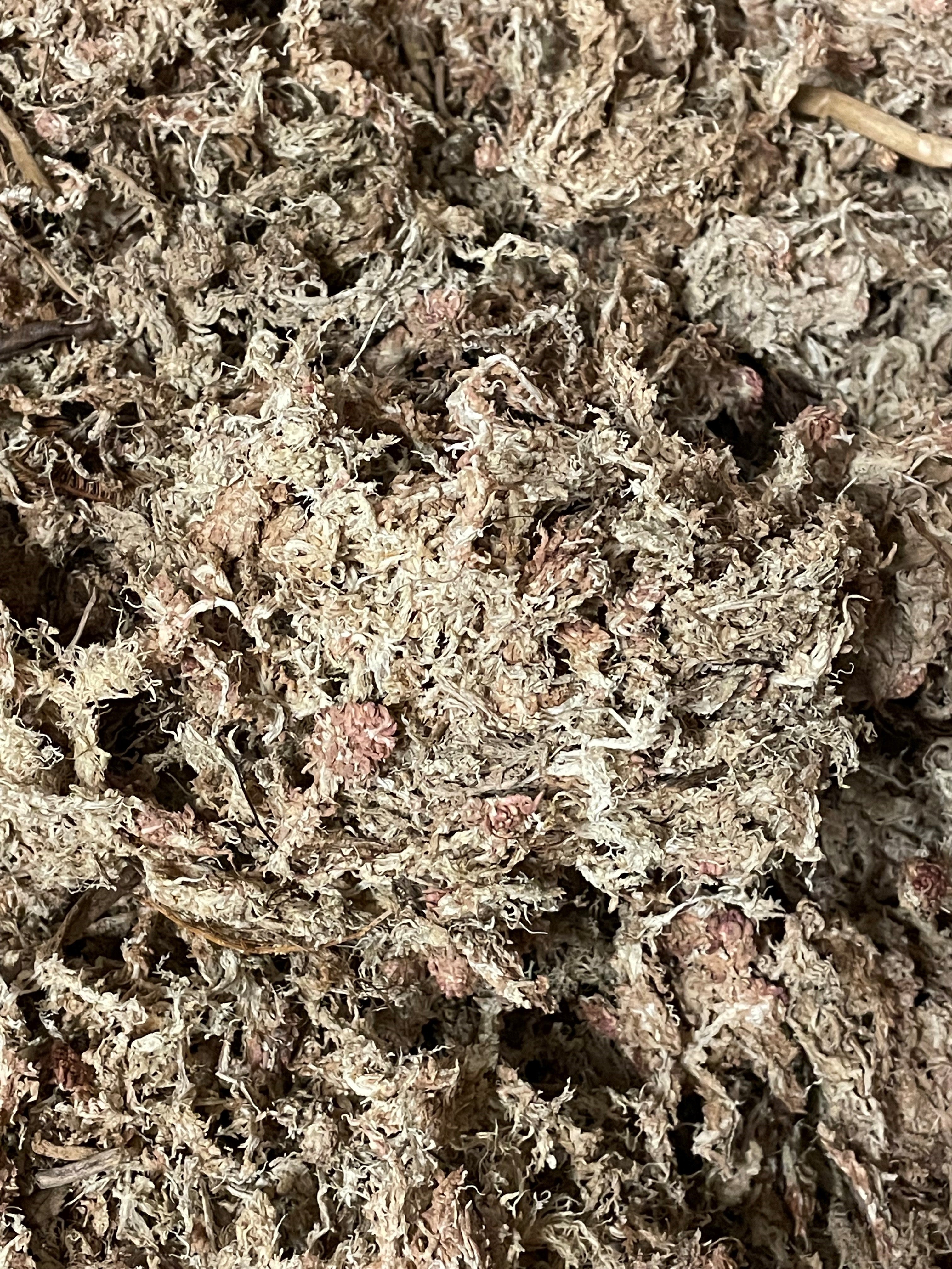 Buy Sphagnum Moss for sale | 20% Retail