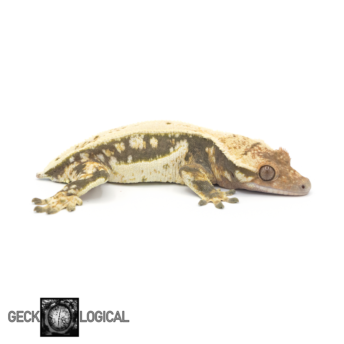 Female Mr. Freeze x Cold Fusion Morph Crested Gecko | Pangea Reptile ...