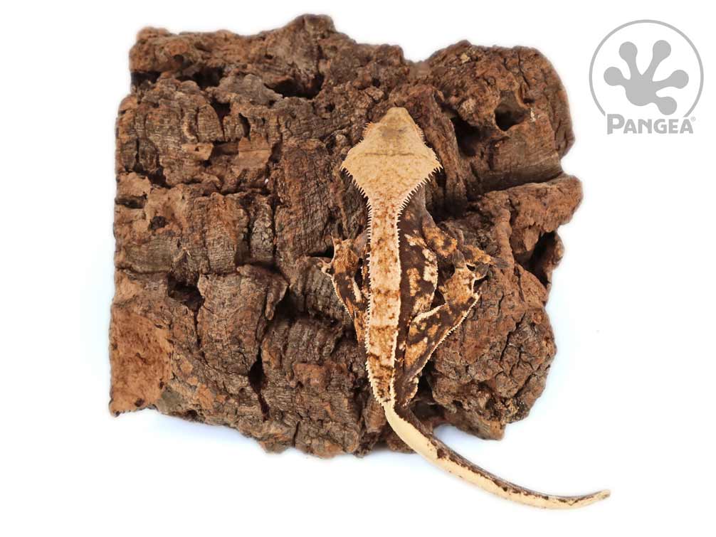 12″ (30cm) PVC Tipped Tweezers – Groveland Gecko