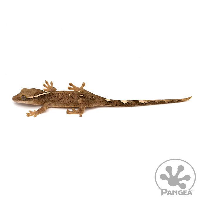 Juvenile 9 Spot Correlophus sarasinorum SA-002 | Geckos | Pangea ...