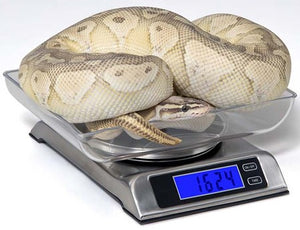 2000g Reptile Digital Scale
