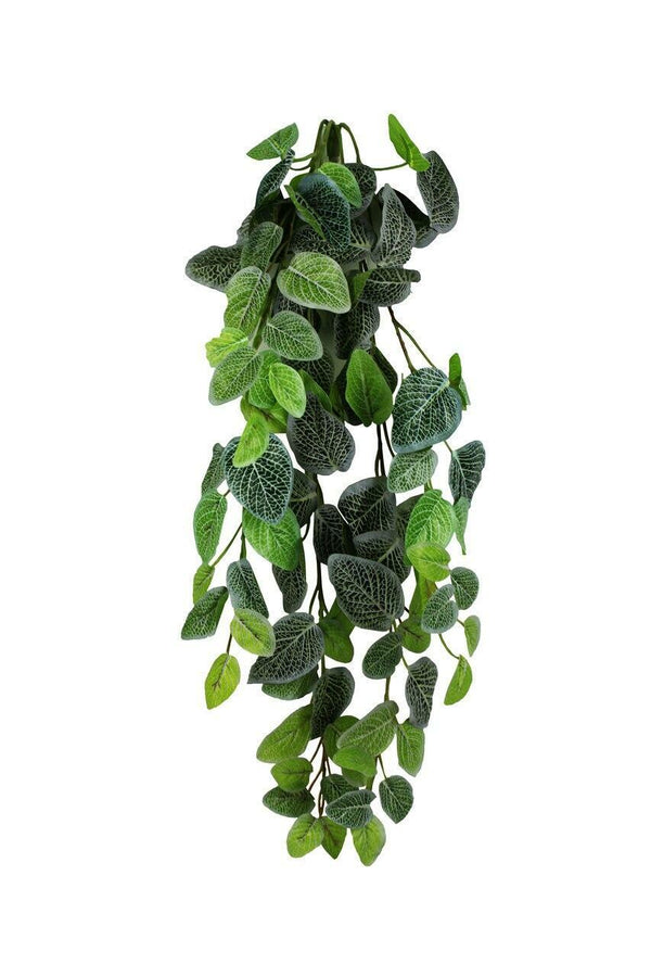 65 inch Fittonia Hanging Vine