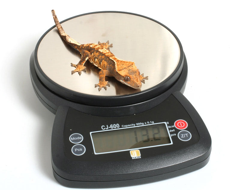 MyWeigh 7001 Digital Reptile Scale