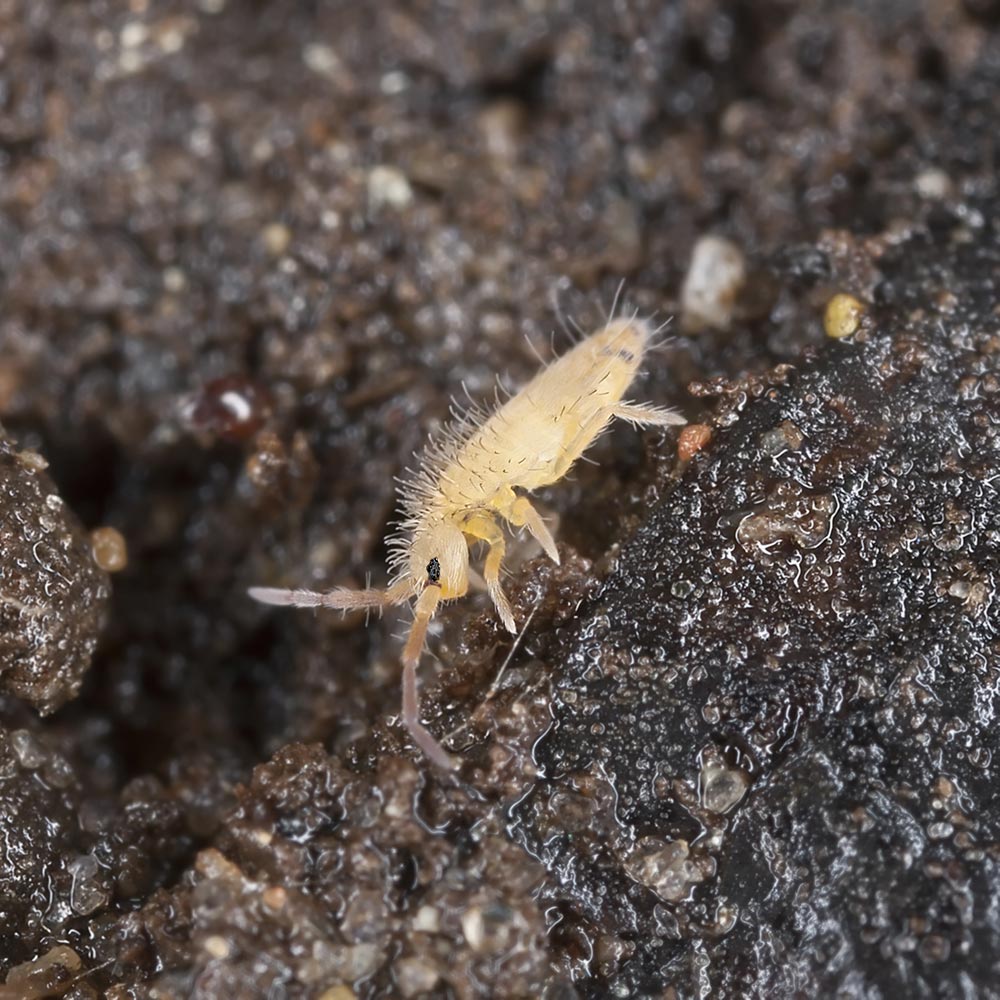 Temperate White Springtails (Folsomia candida or Collem